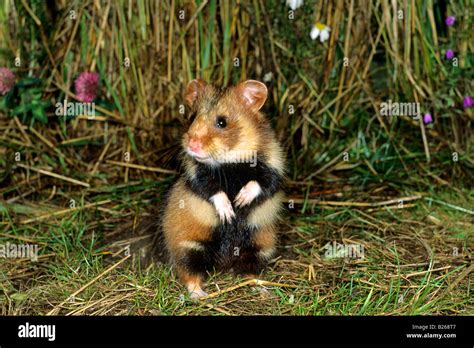 c hamster|European hamster